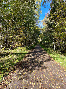 Forest Walk through the Scottish Highlands